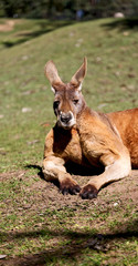 natuarl park close up of  the kangaroo near   bush