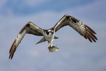 an osprey hunting for fish