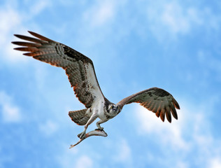 a beautiful photo of an osprey