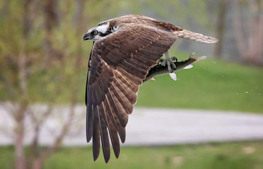 an osprey hunting for fish