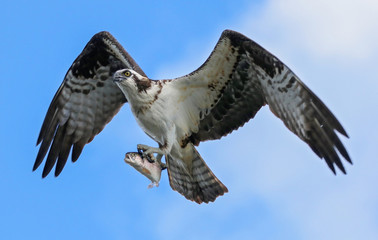 an osprey hunting for fish