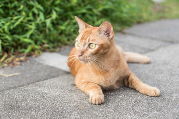 Obraz premium Light brown cat lays on the road