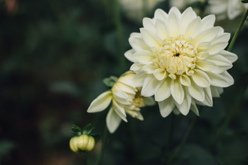 dahlia flower. white flora in garden. blooming blossom in park