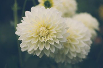 dahlia flower. white flora in garden. blooming blossom in park