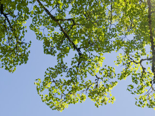 Maple leaves overhead 
