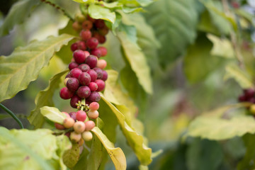 coffee berry in farm. coffee bean ready for harvest.