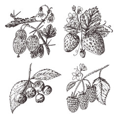 Set berries. raspberry, blueberry, strawberry, gooseberry. engraved hand drawn in old sketch, vintage style. Holiday decor elements. vegetarian fruit botany.