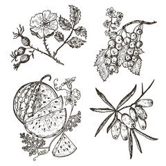 Set berries. red currants, sea buckthorn, dog-rose, watermelon. engraved hand drawn in old sketch, vintage style. Holiday decor elements. vegetarian fruit botany.