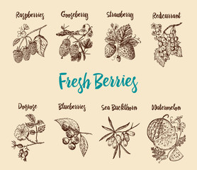Set berries. raspberry, blueberry, sea buckthorn, red currants, strawberry, gooseberry, watermelon, cloudberry, dog rose, blueberry, raspberry. engraved hand drawn in old sketch, vintage style.