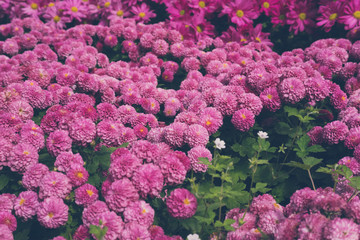 blooming flower in garden. flowerbed in park.