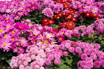 blooming flower in garden. flowerbed in park.