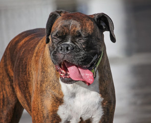a cute dog swimming in a public pool and having a good time during the summer vacation holiday