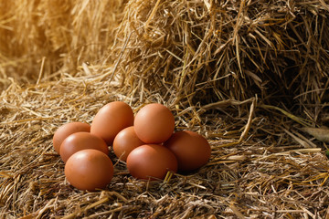 The lifestyle of the farm in the countryside, fresh eggs from the farm in the countryside.