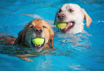 A dog having fun at a public pool on a hot summer day © annette shaff