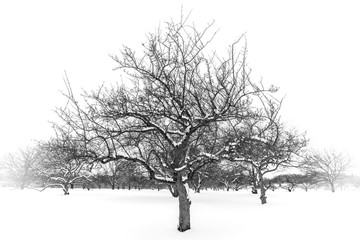 Black and white trees in a winter field coveredin snow after a storm.