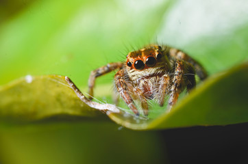Spiders jumping orange in nature in macro view.