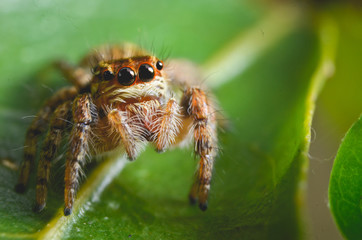 Spiders jumping orange in nature in macro view.