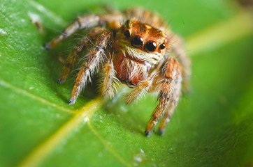 Spiders jumping orange in nature in macro view.
