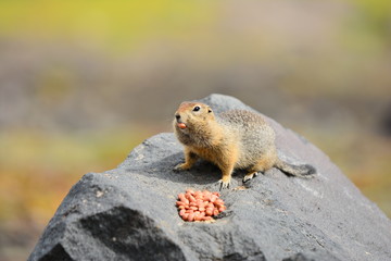 Kamchatka gopher stands on a stone, a Far Eastern rodent, a large gray hamster eats nuts