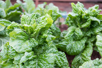 organic green buttavia lettuce in farm. plant growing in vegetable garden. soil cultivation. Agricultural industry.