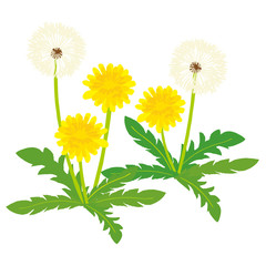 Fototapeta premium Dandelion ilustracja