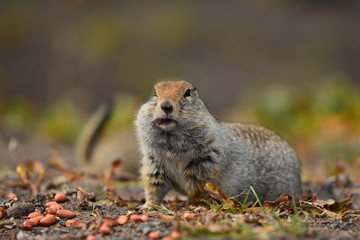 Kamchatka gopher stands on a stone, a Far Eastern rodent, feeding a large gray hamster nuts on an Avacha volcano, close up portrait