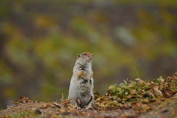Kamchatka gopher stands on a stone, a Far Eastern rodent, a large gray hamster looks into the distance