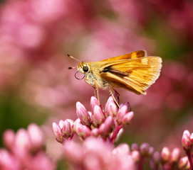 a common skipper butterfly sipping nectar from a tiny flower