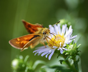 a common skipper butterfly sipping nectar from a tiny flower