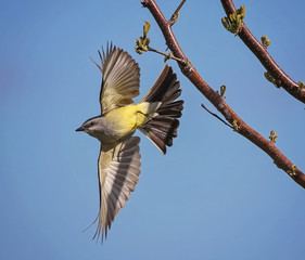a western kingbird taking off from a tree branch on a warm sunny summer afternoon