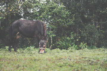 horse grazing on mountain pasture. foal eating grass in field.