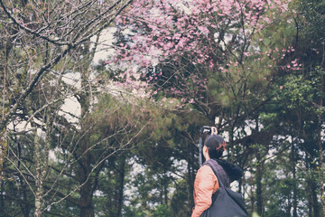 tourist take photo of Wild Himalayan Cherry blossom tree. people, travel, vacation concept