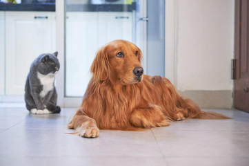 Golden retriever and British short cat