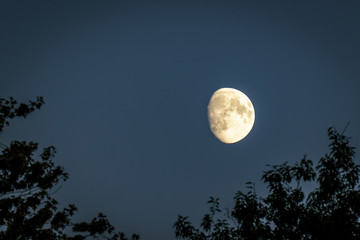 Fototapeta na wymiar Half moon on blue sky over trees at dusk time.