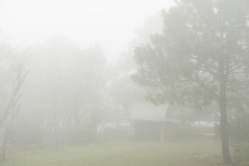 Obraz premium cottage in forest. tree in mist and fog. foggy winter landscape