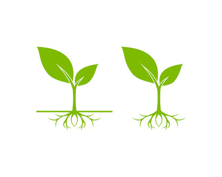 Unique Sprout Seed Grow Vector Illustration