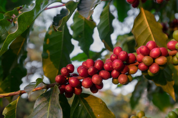 Close up Fresh organic red coffee cherries, raw berries coffee beans on coffee tree plantation with sunlight in Doi Chang, Chiang Rai, Thailand
