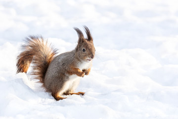 red squirrel on searching for meal sits on snowy ground