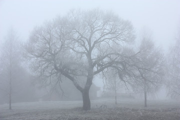 Trees in a fog./Trees on village suburb are covered by a strong fog.