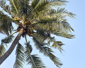 Obraz premium Coconut tree with blue sky
