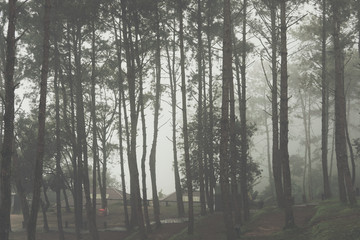 Fototapeta premium fog and mist in pine tree forest. nature landscape