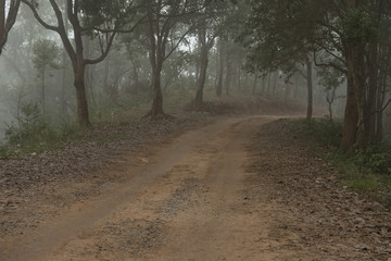 Obraz premium road in rural in mist & fog. nature landscape on cold autumn evening. footpath trail in mysterious forest.