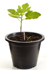 Fig tree plant in black plastic pot