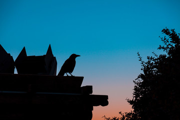 Crow standing on roof by sunset