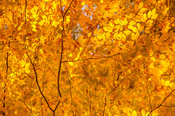 Looking up at the tree canopy showing bright autumn leaves in bright color
