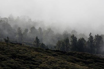 Landschaft, Natur, Nebel, Wald, cloud, Herbst