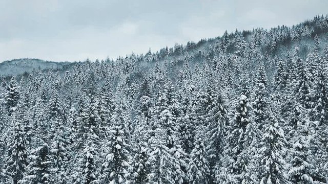 Aerial view of a winter forest. tustan carpathians