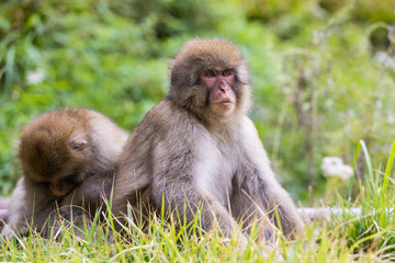 Jigokudani Monkey Park , monkeys bathing in a natural hot spring at Nagano , Japan