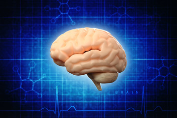 Human brain 3d illustration
