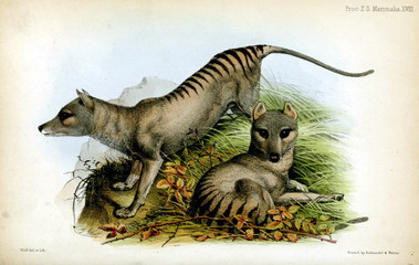 Thylacine. 